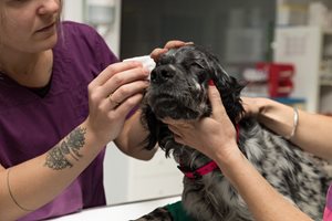 Ophtalmologie chien